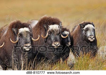 Stock Photo - Muskox (Ovibos moschatus). Alaska, USA. Fotosearch