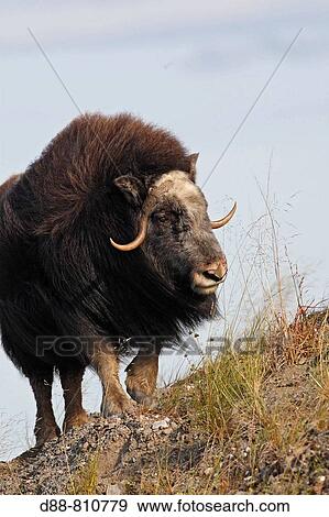 Muskox (Ovibos moschatus). Alaska, USA View Large Photo Image Stock Photo - Muskox (Ovibos moschatus). Alaska, USA. Fotosearch