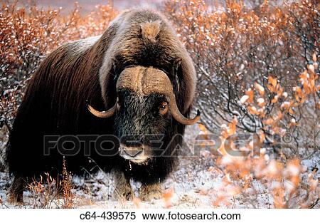 Muskoxen (Ovibos moschatus). Seward peninsula. Alaska. Nome View Large Photo Image Stock Photography - Muskoxen (Ovibos moschatus). Seward peninsula. Alaska. Nome. Fotosearch