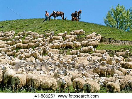 Stock Photo - Mustering at Hangaroa near Gisborne Eastland New Zealand. Fotosearch