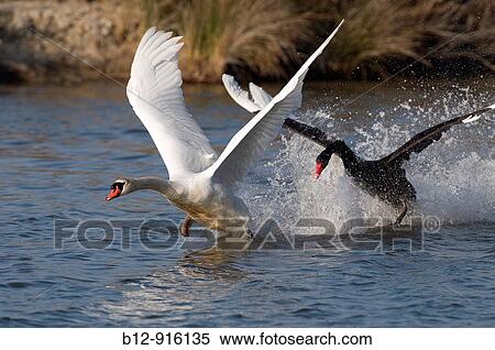 Mute Sawn (Cygnus olor) attacked by one Black Swan (Cygnus atratus) View Large Photo Image Stock Photography - Mute Sawn (Cygnus olor) attacked by one Black Swan (Cygnus atratus). Fotosearch