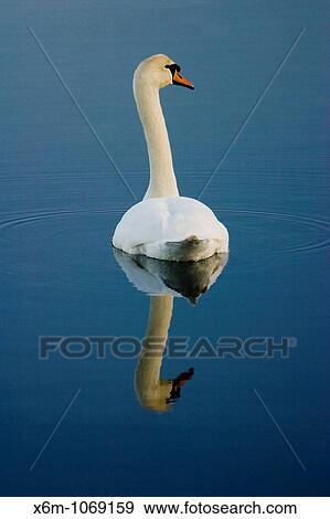 Stock Photo - Mute swan Cignus olor. Fotosearch
