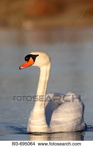 Mute swan, Cygnus olor, adult, swimming, water, Germany View Large Photo Image Picture - Mute swan, Cygnus olor, adult, swimming, water, Germany. Fotosearch