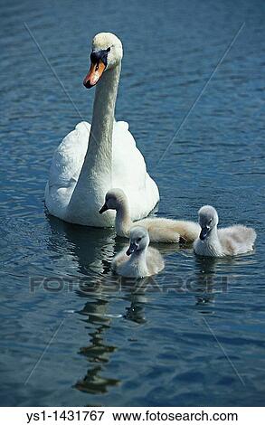 MUTE SWAN cygnus olor, ADULT WITH CYGNET View Large Photo Image Stock Photo - MUTE SWAN cygnus olor, ADULT WITH CYGNET. Fotosearch