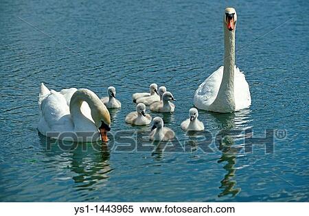 MUTE SWAN cygnus olor, COUPLE WITH CHICKS View Large Photo Image Stock Photography - MUTE SWAN cygnus olor, COUPLE WITH CHICKS. Fotosearch