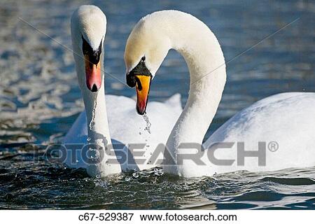Mute Swan Cygnus olor Courtship View Large Photo Image Stock Photo - Mute Swan Cygnus olor Courtship. Fotosearch