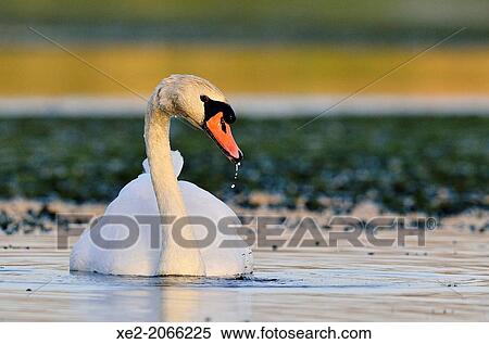 Stock Photography - Mute Swan - Cygnus olor, Crete. Fotosearch