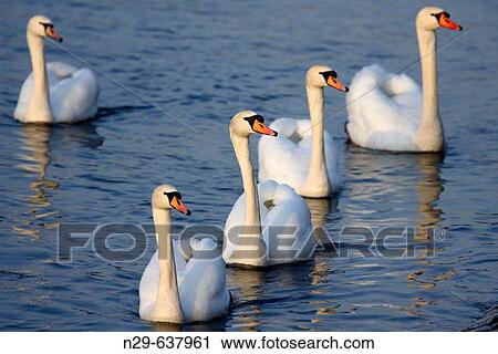 Mute Swan (Cygnus olor). Germany View Large Photo Image Stock Image - Mute Swan (Cygnus olor). Germany. Fotosearch