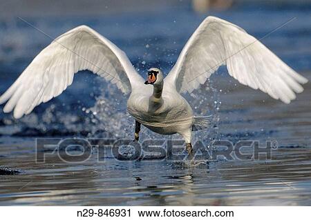 Mute Swan (Cygnus olor), Germany View Large Photo Image Stock Image - Mute Swan (Cygnus olor), Germany. Fotosearch