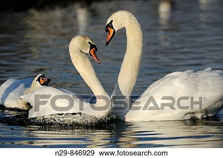 Stock Photo - Mute Swan (Cygnus olor), Germany. Fotosearch