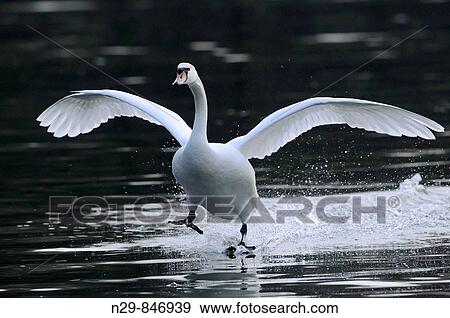 Mute Swan (Cygnus olor), Germany View Large Photo Image Stock Photo - Mute Swan (Cygnus olor), Germany. Fotosearch
