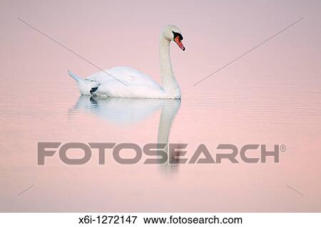 Stock Photo - Mute Swan Cygnus olor, in estuary creek at dusk, Holy Island NNR, Northumberland, England. Fotosearch
