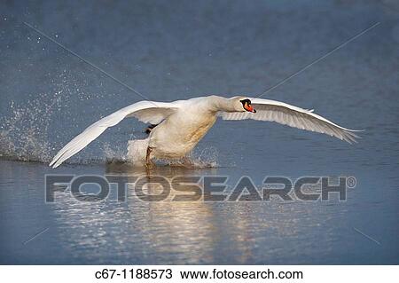Mute Swan Cygnus olor In Flight View Large Photo Image Stock Image - Mute Swan Cygnus olor In Flight. Fotosearch