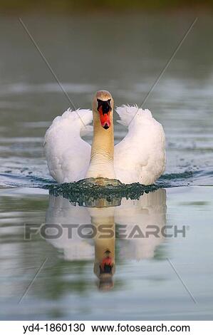 Mute swan Cygnus olor, in the pond, Rising Sun, Indiana, USA View Large Photo Image Stock Image - Mute swan Cygnus olor, in the pond, Rising Sun, Indiana, USA. Fotosearch