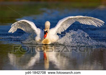 Mute swan Cygnus olor, in the pond, Rising Sun, Indiana, USA View Large Photo Image Stock Photo - Mute swan Cygnus olor, in the pond, Rising Sun, Indiana, USA. Fotosearch
