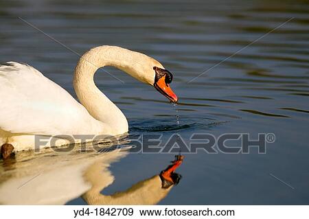 Mute swan Cygnus olor, in the pond, Rising Sun, Indiana, USA View Large Photo Image Stock Photo - Mute swan Cygnus olor, in the pond, Rising Sun, Indiana, USA. Fotosearch