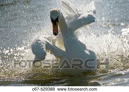 Mute Swan (Cygnus olor) landing View Large Photo Image Stock Photo - Mute Swan (Cygnus olor) landing. Fotosearch