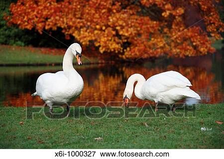 Mute Swan Cygnus olor, pair feeding at edge of lake in autumn, Germany View Large Photo Image Stock Photo - Mute Swan Cygnus olor, pair feeding at edge of lake in autumn, Germany. Fotosearch
