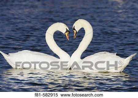 Mute Swan (Cygnus olor) pair in courtship greeting. Scotland. View Large Photo Image Stock Photography - Mute Swan (Cygnus olor) pair in courtship greeting. Scotland.. Fotosearch
