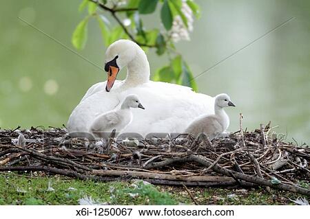 Mute Swan Cygnus olor, parent bird at nest with two cygnets, Germany View Large Photo Image Stock Photo - Mute Swan Cygnus olor, parent bird at nest with two cygnets, Germany. Fotosearch