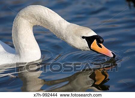Mute swan - Cygnus olor View Large Photo Image Picture - Mute swan - Cygnus olor. Fotosearch