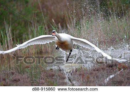 Stock Image - Mute Swan (Cygnus olor). Fotosearch