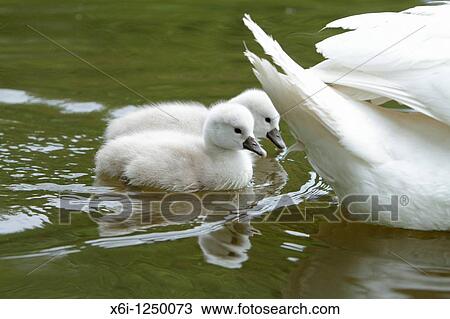 Mute Swan Cygnus olor, two cygnets swimming on lake beside parent bird, Germany View Large Photo Image Stock Image - Mute Swan Cygnus olor, two cygnets swimming on lake beside parent bird, Germany. Fotosearch