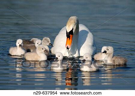 Mute Swan (Cygnus olor) with chicks. Germany View Large Photo Image Picture - Mute Swan (Cygnus olor) with chicks. Germany. Fotosearch