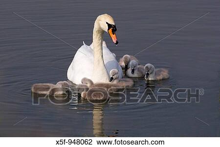 Mute Swan Cygnus olor with young chicks Titchfield Haven Hampshire View Large Photo Image Stock Image - Mute Swan Cygnus olor with young chicks Titchfield Haven Hampshire. Fotosearch