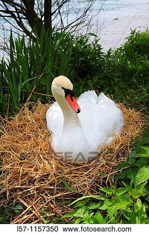 Mute Swan, Hockerschwan, Cygnus olor, breeding, Switzerland View Large Photo Image Stock Image - Mute Swan, Hockerschwan, Cygnus olor, breeding, Switzerland. Fotosearch