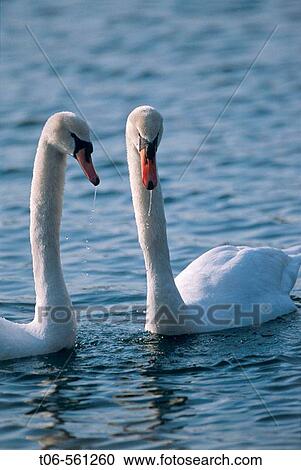 Stock Image - Mute swan pair (Cygnus olor), France. Fotosearch