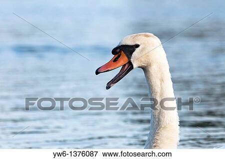 Mute swan with open mouth View Large Photo Image Stock Photo - Mute swan with open mouth. Fotosearch