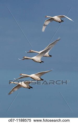 Mute Swans Cygnus olor In Flight View Large Photo Image Stock Photography - Mute Swans Cygnus olor In Flight. Fotosearch