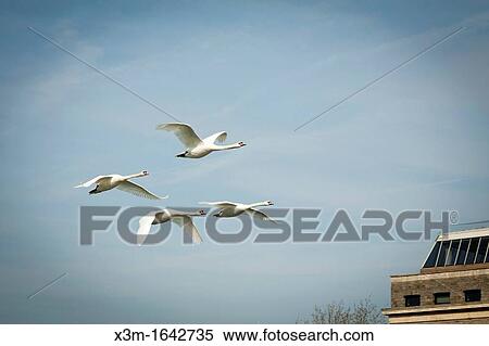 Mute Swans flying overhead View Large Photo Image Stock Photography - Mute Swans flying overhead. Fotosearch