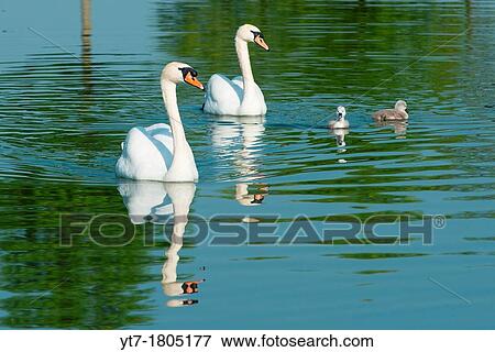 Stock Photo - Mute swans with cygnets in morning light Cambourne, Cambridgeshire, England. Fotosearch