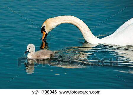 Stock Photograph - Mute swans with cygnets in morning light Cambourne, Cambridgeshire, England. Fotosearch