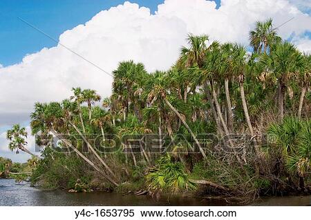 Myakka River in southwest Florida View Large Photo Image Stock Photography - Myakka River in southwest Florida. Fotosearch