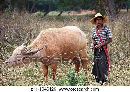 Stock Photograph - Myanmar, Burma, Nyaungshwe, farmer with buffalo,. Fotosearch