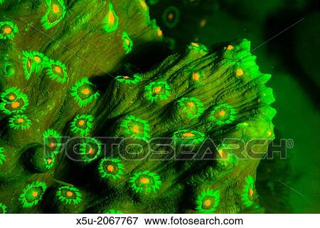 Mycedium hard coral fluoresces under blue light, in orange, red and green. The dark red fluorescence in the background is chlorophyll pigments. Polyps are orange. View Large Photo Image Stock Photo - Mycedium hard coral fluoresces under blue light, in orange, red and green. The dark red fluorescence in the background is chlorophyll pigments. Polyps are orange.. Fotosearch