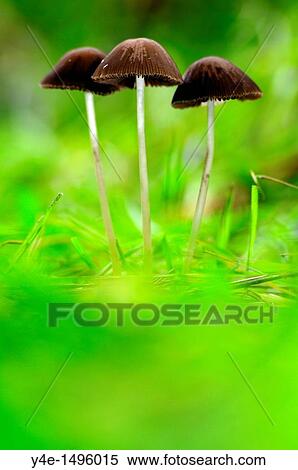 Mycena in forest View Large Photo Image Stock Photography - Mycena in forest. Fotosearch