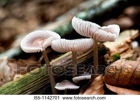 Mycena pura View Large Photo Image Stock Image - Mycena pura. Fotosearch