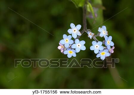 Myosotis alpestris, Alps, France. View Large Photo Image Stock Photograph - Myosotis alpestris, Alps, France.. Fotosearch