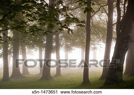 Mystic Forest, England View Large Photo Image Stock Image - Mystic Forest, England. Fotosearch
