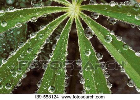 Picture - N. A., USA, Washington, Olympic National Park, Lupines (Lupinus polyphyllus). Fotosearch