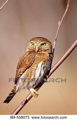 Stock Image - N. A., USA, Washington, Olympic National Park, Ferruginous Pygmy-Owl - Glaucidium brailianum. Fotosearch