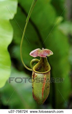 N bicalcarata-An endemic to Borneo, grow in swamp forest. Vines are thick and strong and capable of climbing up to 10cm on to forest canopy. Pitcher are bulbous in colours of brown or green and easily identified by a pair of snake like fanfs. View Large Photo Image Picture - N bicalcarata-An endemic to Borneo, grow in swamp forest. Vines are thick and strong and capable of climbing up to 10cm on to forest canopy. Pitcher are bulbous in colours of brown or green and easily identified by a pair of snake like fanfs.. Fotosearch