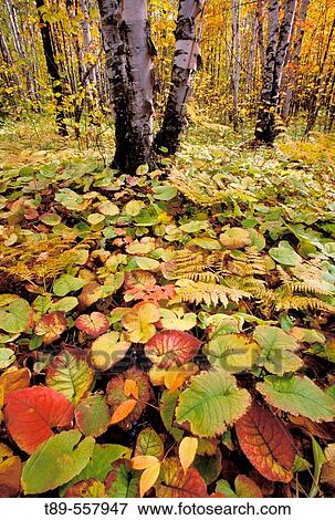 NA, USA, Minnesota. Noth shore of Lake Superior. forest floor color View Large Photo Image Stock Photo - NA, USA, Minnesota. Noth shore of Lake Superior. forest floor color. Fotosearch