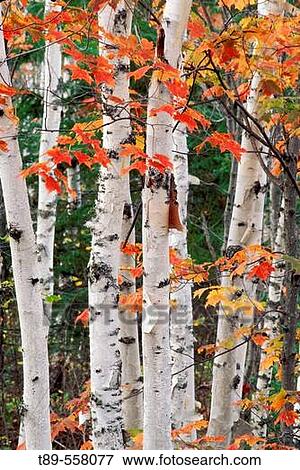NA, USA, Minnesota. Noth shore of Lake Superior. Maples (Acer sp. ) and Birch forest View Large Photo Image Stock Photo - NA, USA, Minnesota. Noth shore of Lake Superior. Maples (Acer sp. ) and Birch forest. Fotosearch