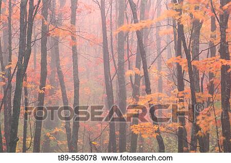 Stock Photo - NA, USA, Minnesota. Noth shore of Lake Superior. Maples (Acer sp. ). Fotosearch