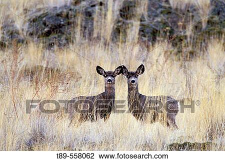 NA, USA, Montana, National Bison Range White-tail fawn View Large Photo Image Stock Image - NA, USA, Montana, National Bison Range White-tail fawn. Fotosearch